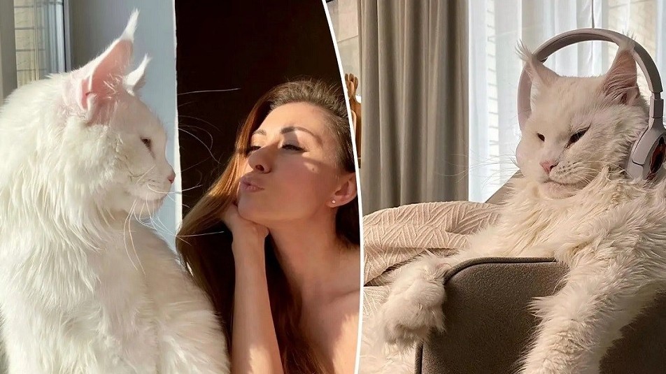 Kefir: Chú mèo Nga to lớn nhất thế giới