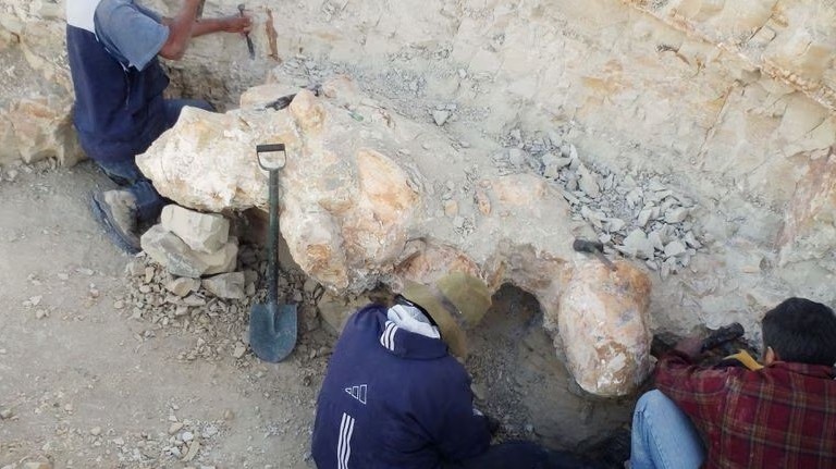 Cá voi thời cổ đại có trọng lượng khoảng 85-340 tấn, là sinh vật nặng nhất trong lịch sử