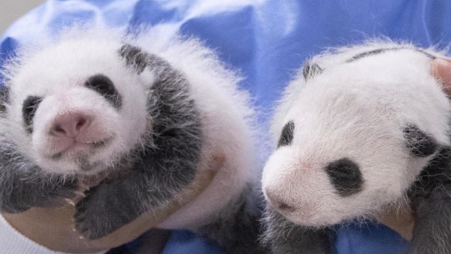 Hàn Quốc: Công viên tổ chức chụp ảnh cặp gấu trúc song sinh tròn một tháng tuổi