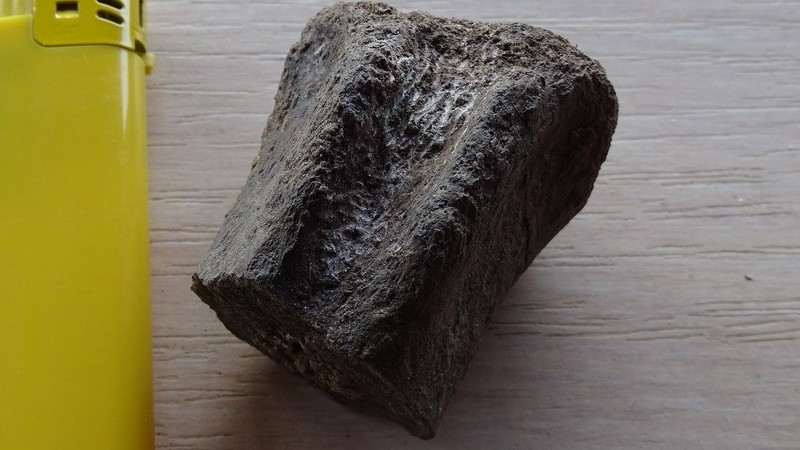 Bulgaria: Các nhà khoa học khám phá hóa thạch động vật 83 triệu năm tuổi