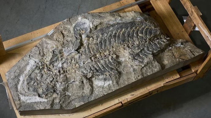 Australia: Giải mã thành công hóa thạch, từng sinh sống cách nay khoảng 247 triệu năm