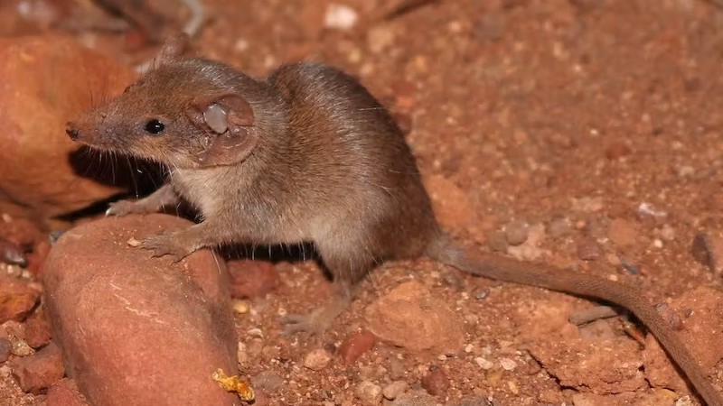 Phát hiện hai loài thú có túi với kích thước nhỏ nhất Australia