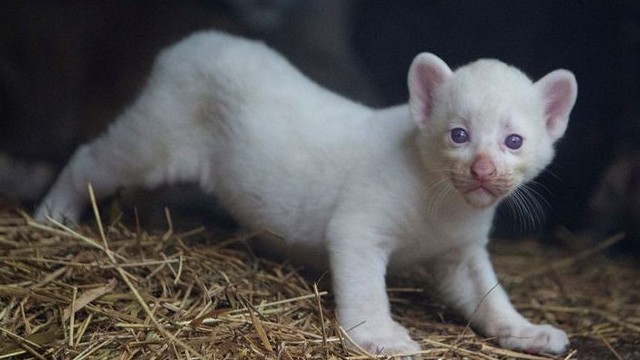 Nicaragua: Chào đón báo sư tử bạch tạng đầu tiên sinh ra trong điều kiện nuôi nhốt