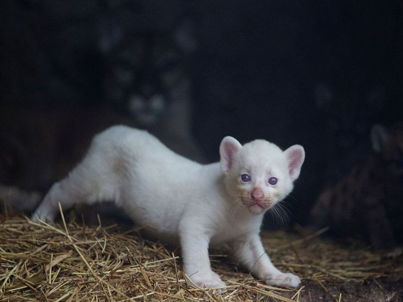 Nicaragua: Chào đón báo sư tử bạch tạng đầu tiên sinh ra trong điều kiện nuôi nhốt Nicaragua: Chào đón báo sư tử bạch tạng đầu tiên sinh ra trong điều kiện nuôi nhốt