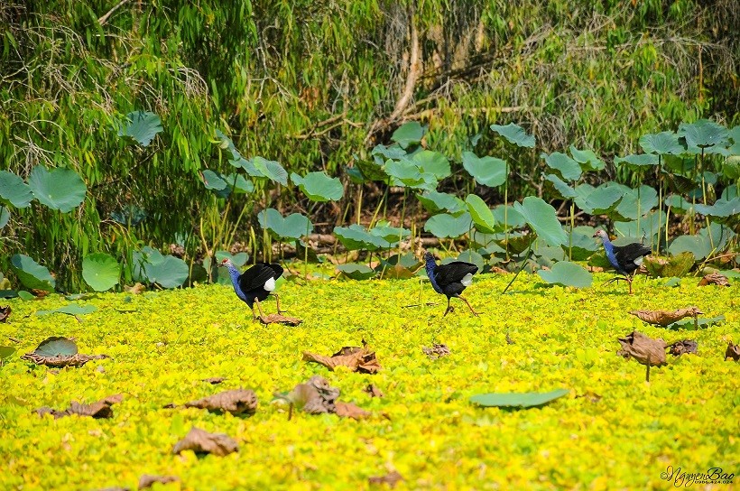 Mừng Quốc khánh ăn buffet thả ga tại Rừng Tràm Trà Sư Mừng Quốc khánh ăn buffet thả ga tại Rừng Tràm Trà Sư