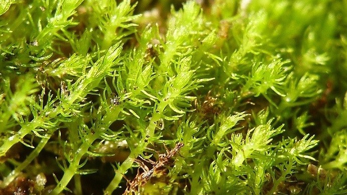 Biến đổi khí hậu, nhiệt độ tăng ảnh hưởng trực tiếp đến sự sống loài thực vật lâu đời nhất thế giới