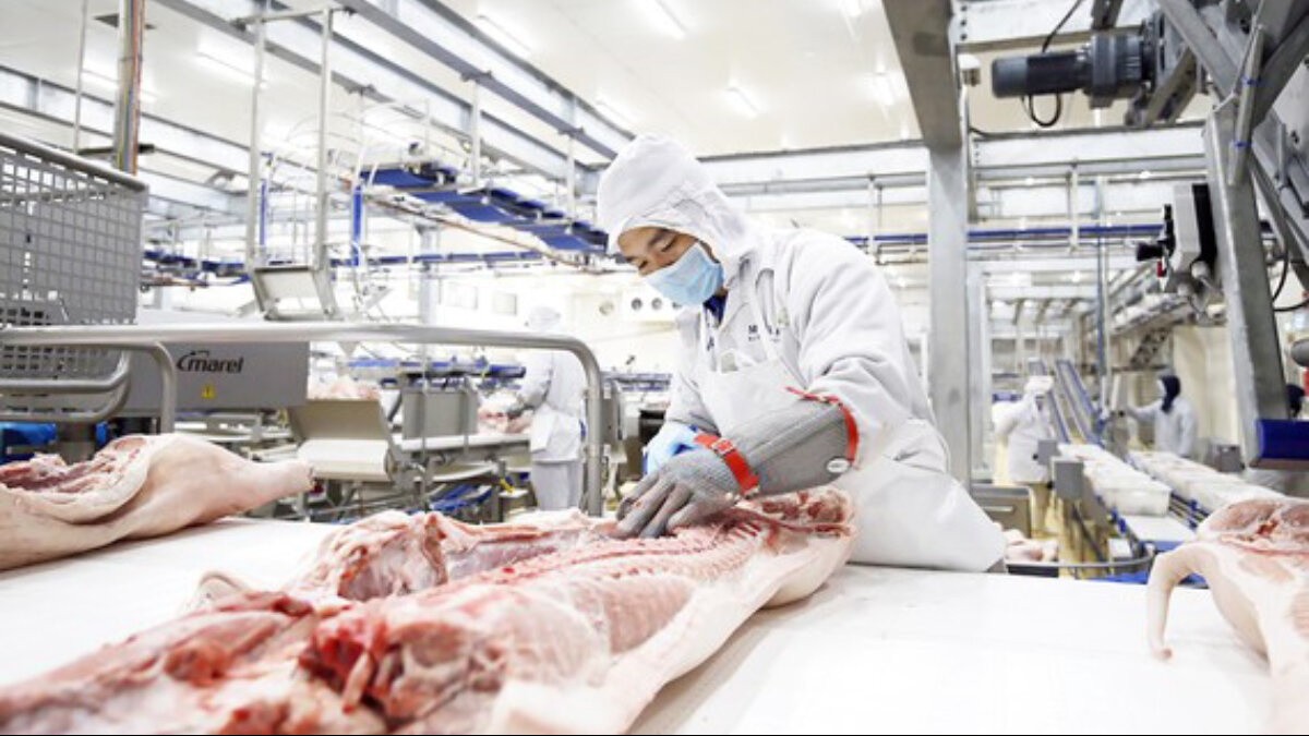 Giá heo hơi hôm nay 9/1: Giá heo hơi bật tăng trên cả nước, thị trường Trung Quốc đi ngược chiều