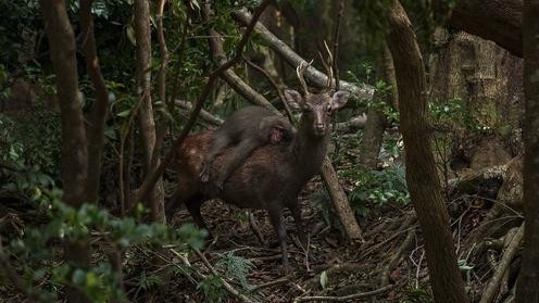 Bức ảnh ghi lại khoảnh khắc khỉ cưỡi hươu đi dạo trong rừng