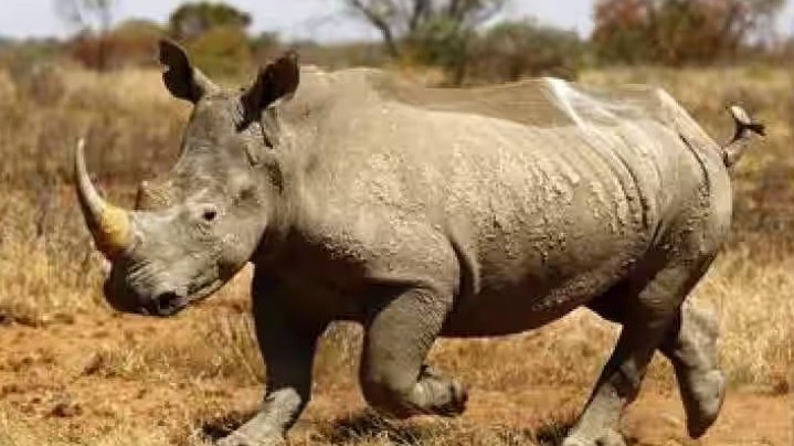 Châu Phi: Ghi nhận số lượng tê giác tăng trưởng sau hơn 10 năm