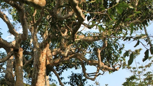 Yên Bái tổ chức lễ hội tôn vinh vùng chè Shan tuyết