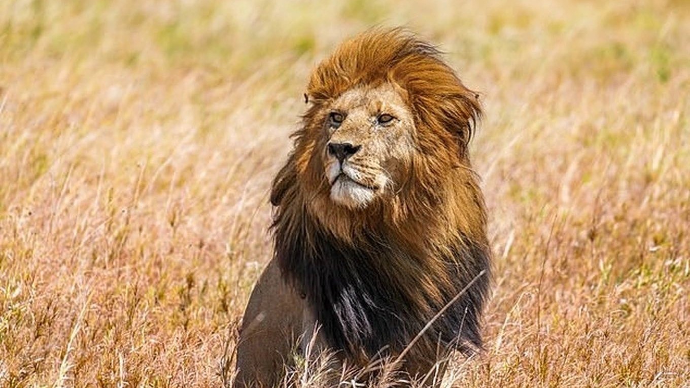 Cho sư tử ăn, một nhân viên vườn thú thiệt mạng