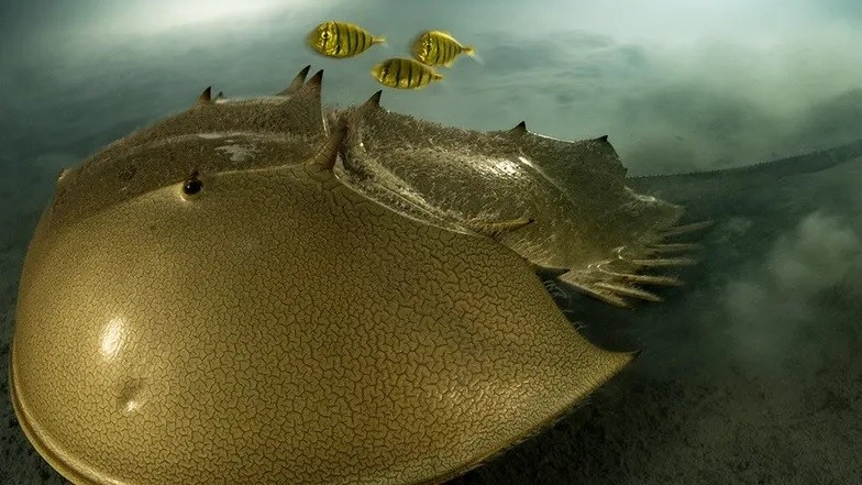 Cuộc thi Nhiếp ảnh gia về động vật hoang dã năm 2023 trao giải nhất cho tác giả Laurent Ballesta