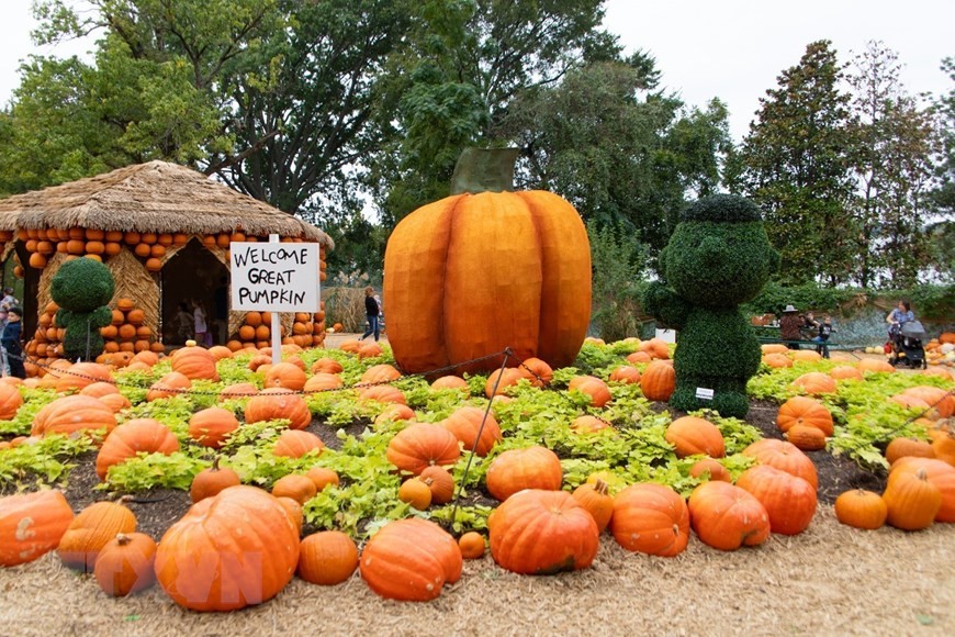Mỹ: Độc đáo ngôi làng bí ngô Mỹ: Ngôi làng độc đáo có những căn nhà được làm từ nhiều quả bí ngô