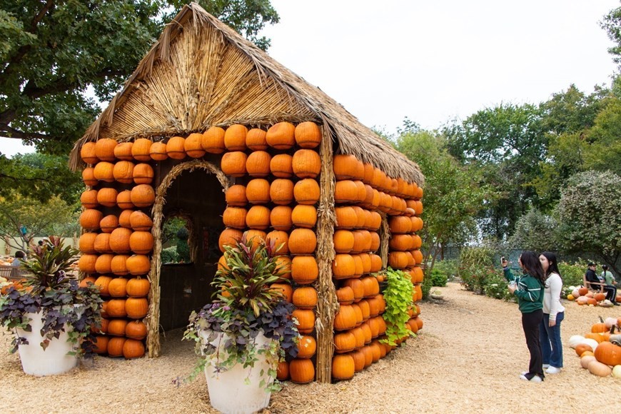Du khách tham quan ngôi làng bí ngô tại Dallas, Texas, Mỹ. Du khách tham quan ngôi làng bí ngô tại Dallas, Texas, Mỹ.