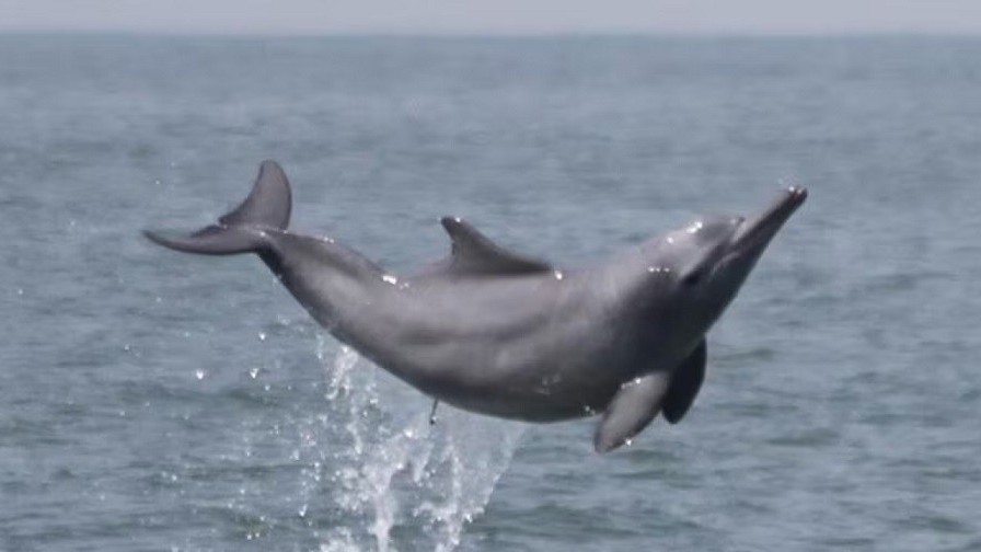 Brazil: Nhiệt độ nước hồ Tefe tăng cao, lượng cá heo chết nhiều bất thường