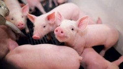 Giá heo hơi hôm nay 10/12: Miền Bắc giảm, hai miền còn lại biến động tăng, cả nước giao dịch trong vùng giá 57.000 - 60.000 đồng/kg