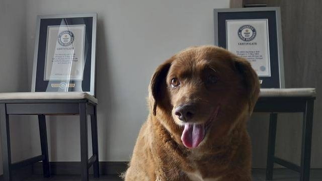 Bồ Đào Nha: Chú chó già nhất thế giới qua đời ở tuổi 31