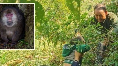Trung Quốc: Bé gái 3 tuổi an toàn sau khi bị khỉ trên núi bắt cóc