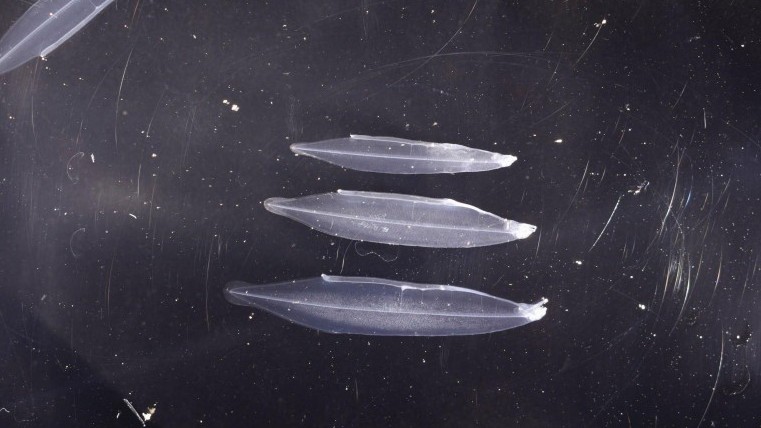 Nhật Bản nhân giống thành công loài lươn có nguy cơ tuyệt chủng