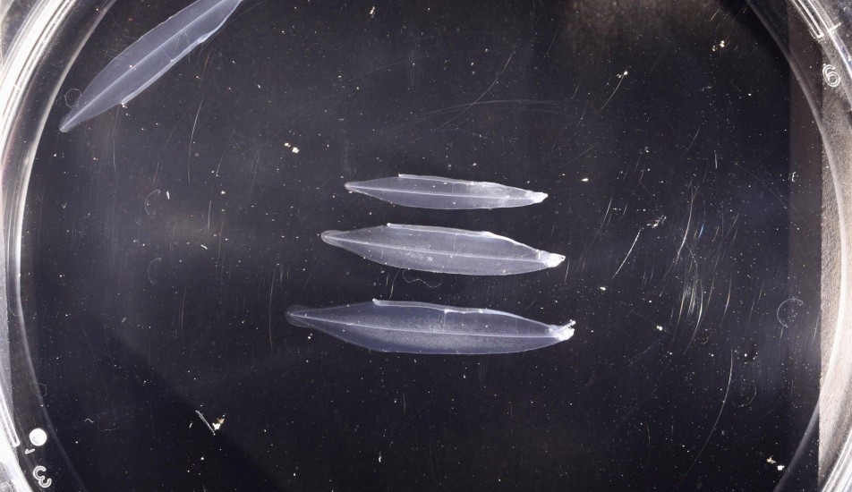 Nhật Bản nhân giống thành công loài lươn có nguy cơ tuyệt chủng Nhật Bản nhân giống thành công loài lươn có nguy cơ tuyệt chủng