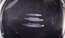 Nhật Bản nhân giống thành công loài lươn có nguy cơ tuyệt chủng