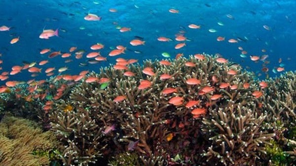 Đa dạng sinh học biển ở Việt Nam