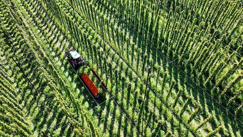 Bia sẽ đổi vị theo... khí hậu?