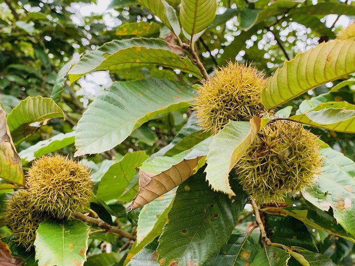 Vẻ đẹp non nước Cao Bằng trong sắc Thu