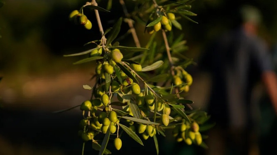 Những cây ô liu Địa Trung Hải hàng trăm tuổi bị trộm ‘để mắt’, cưa ngang