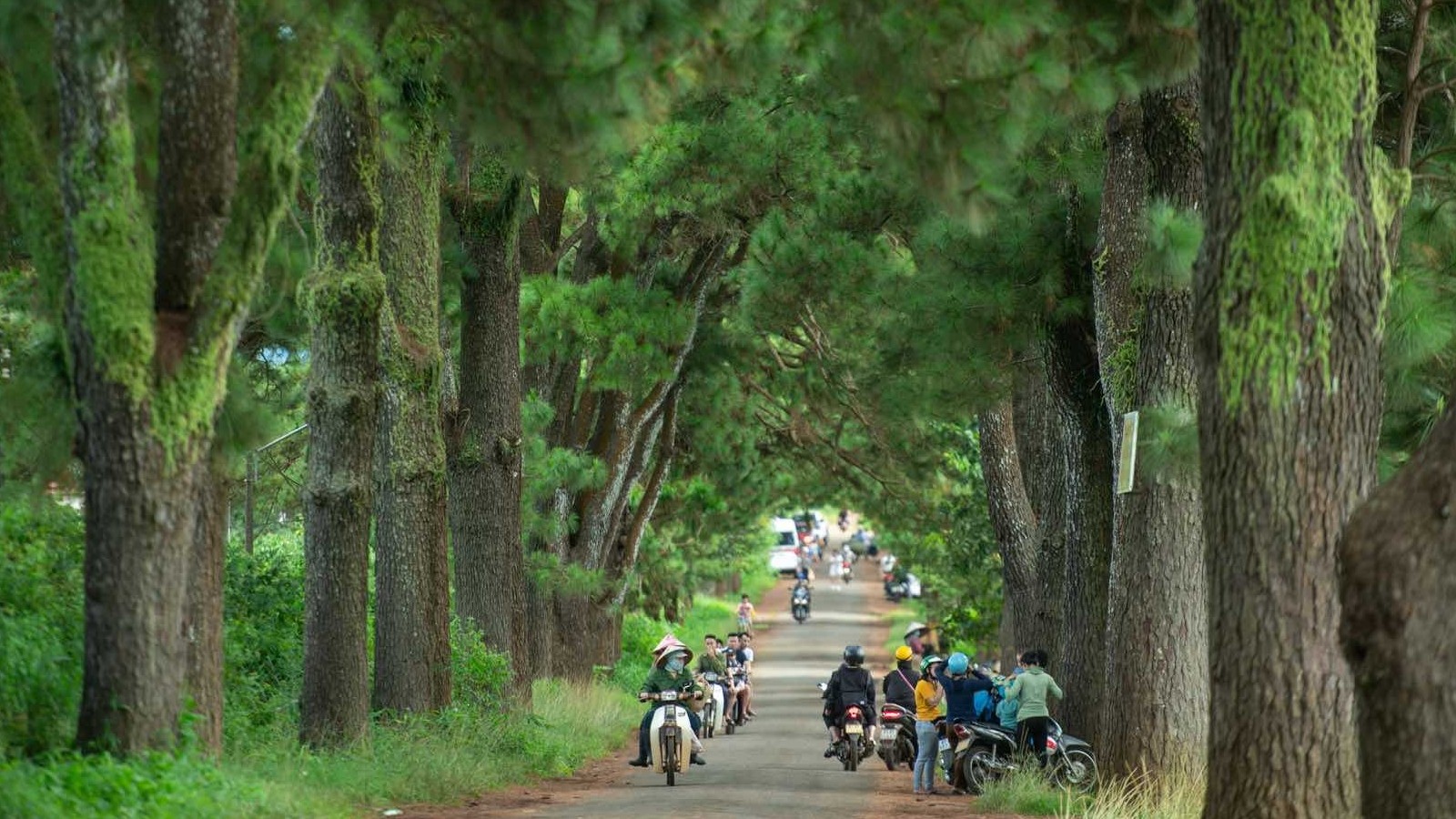 Du khách đổ về check-in đường thông đẹp thơ mộng ở Tây Nguyên