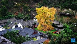 Trung Quốc: Những cây ngân hạnh hơn nghìn năm tuổi nhộm vàng góc trời khi mùa Thu đến