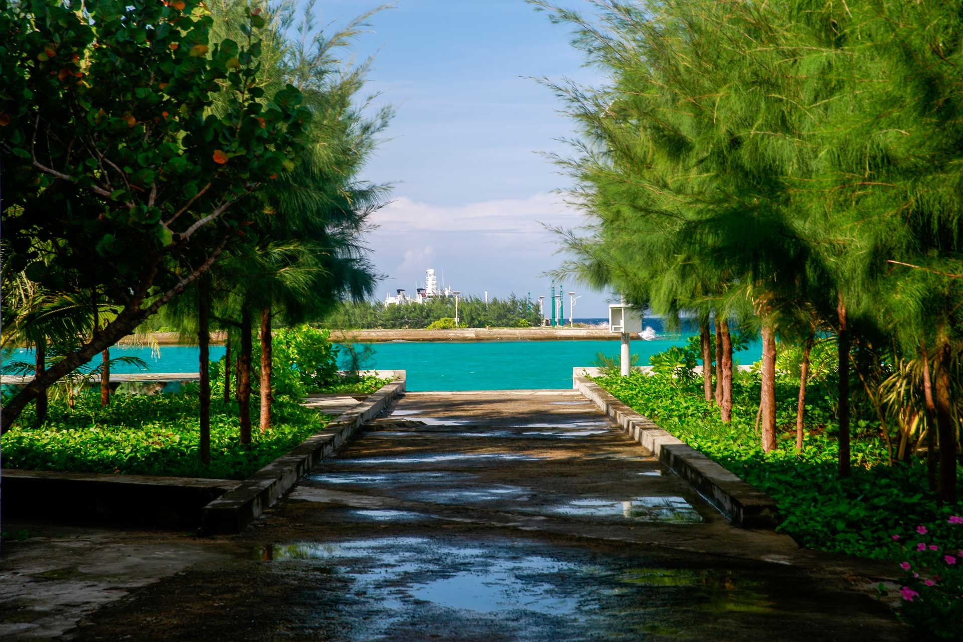 Hàng cây xanh mướt trên đảo Hàng cây xanh mướt trên đảo