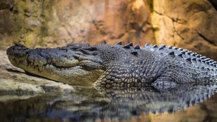 Mozambique báo động số người thiệt mạng do động vật hoang dã tấn công