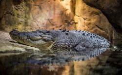 Mozambique báo động số người thiệt mạng do động vật hoang dã tấn công