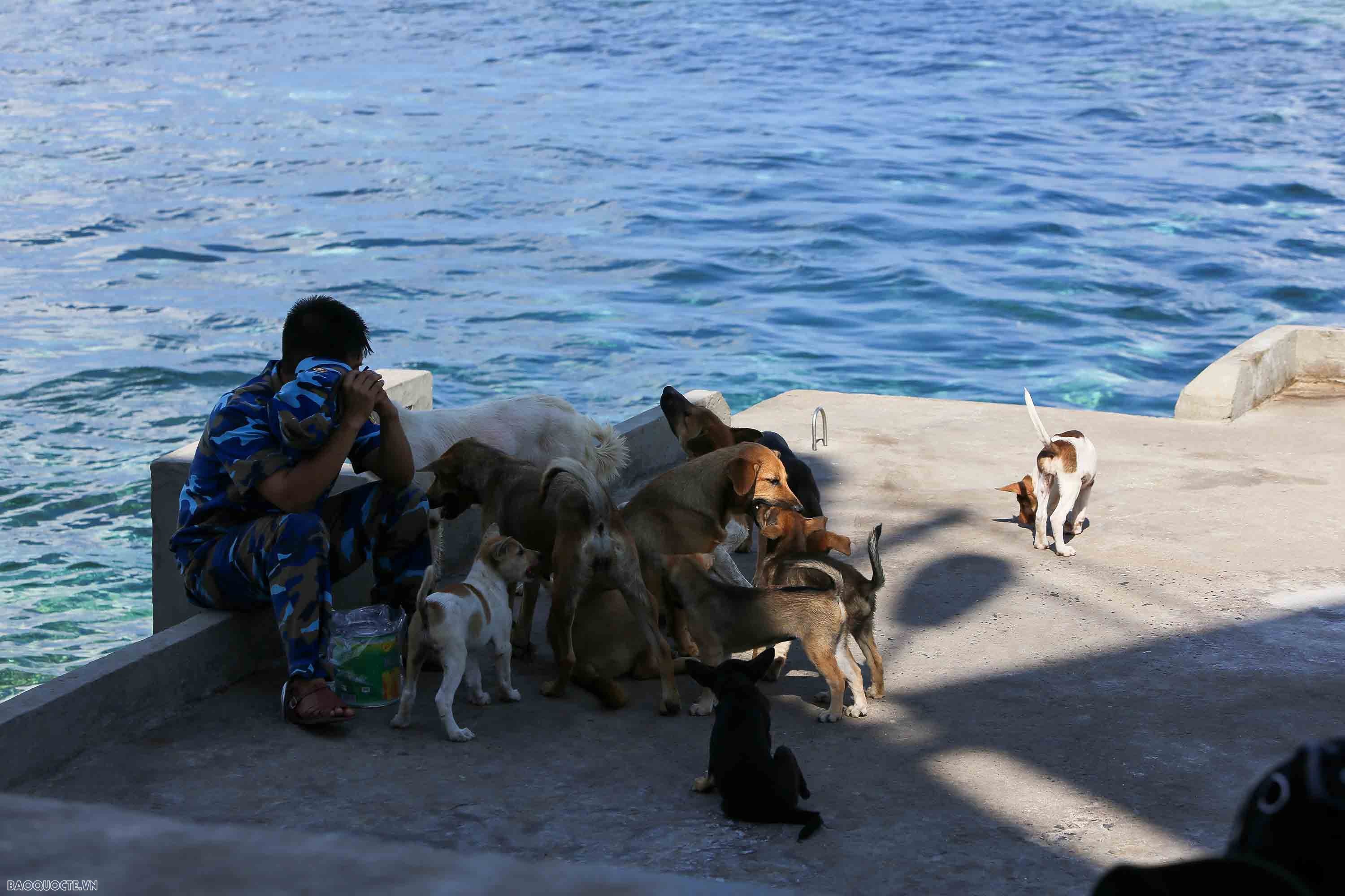 Những người bạn 4 chân của chiến sĩ Trường Sa