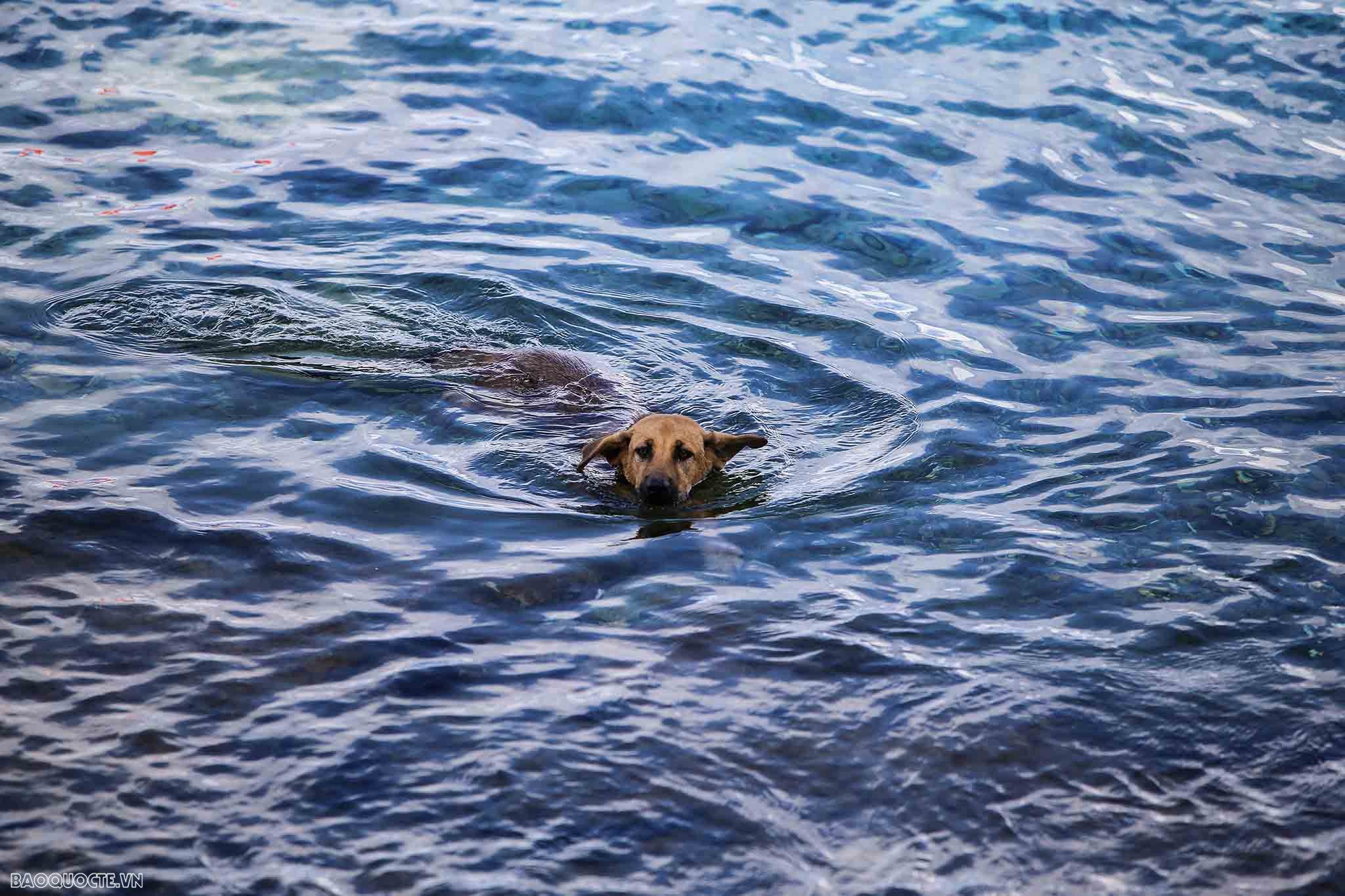 Những người bạn 4 chân của chiến sĩ Trường Sa