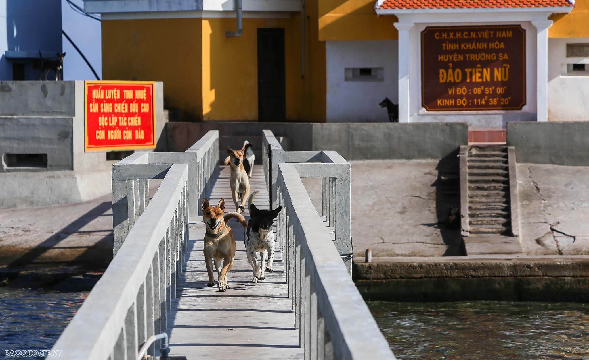 Những người bạn 4 chân của chiến sĩ Trường Sa