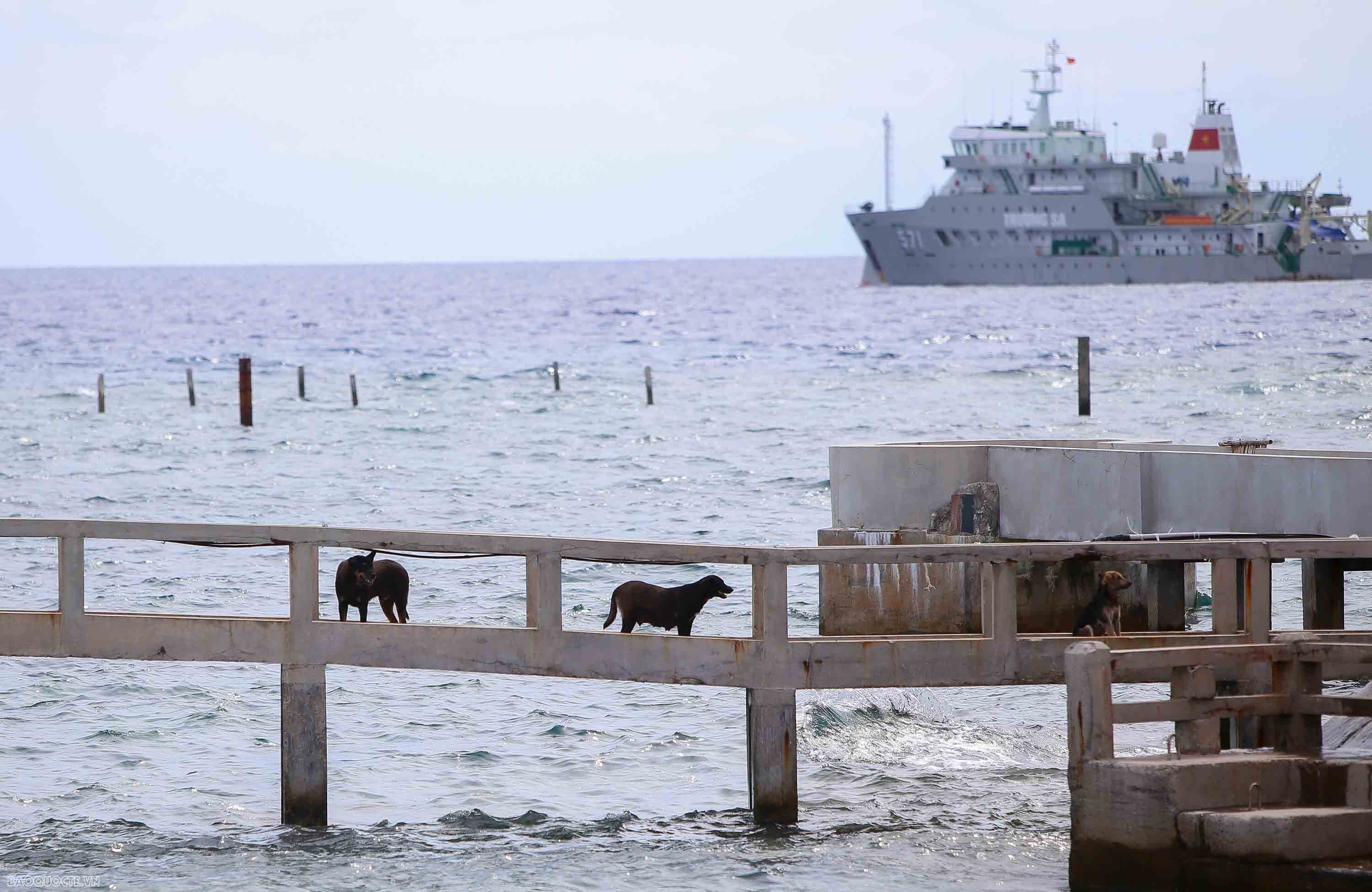 Những người bạn 4 chân của chiến sĩ Trường Sa