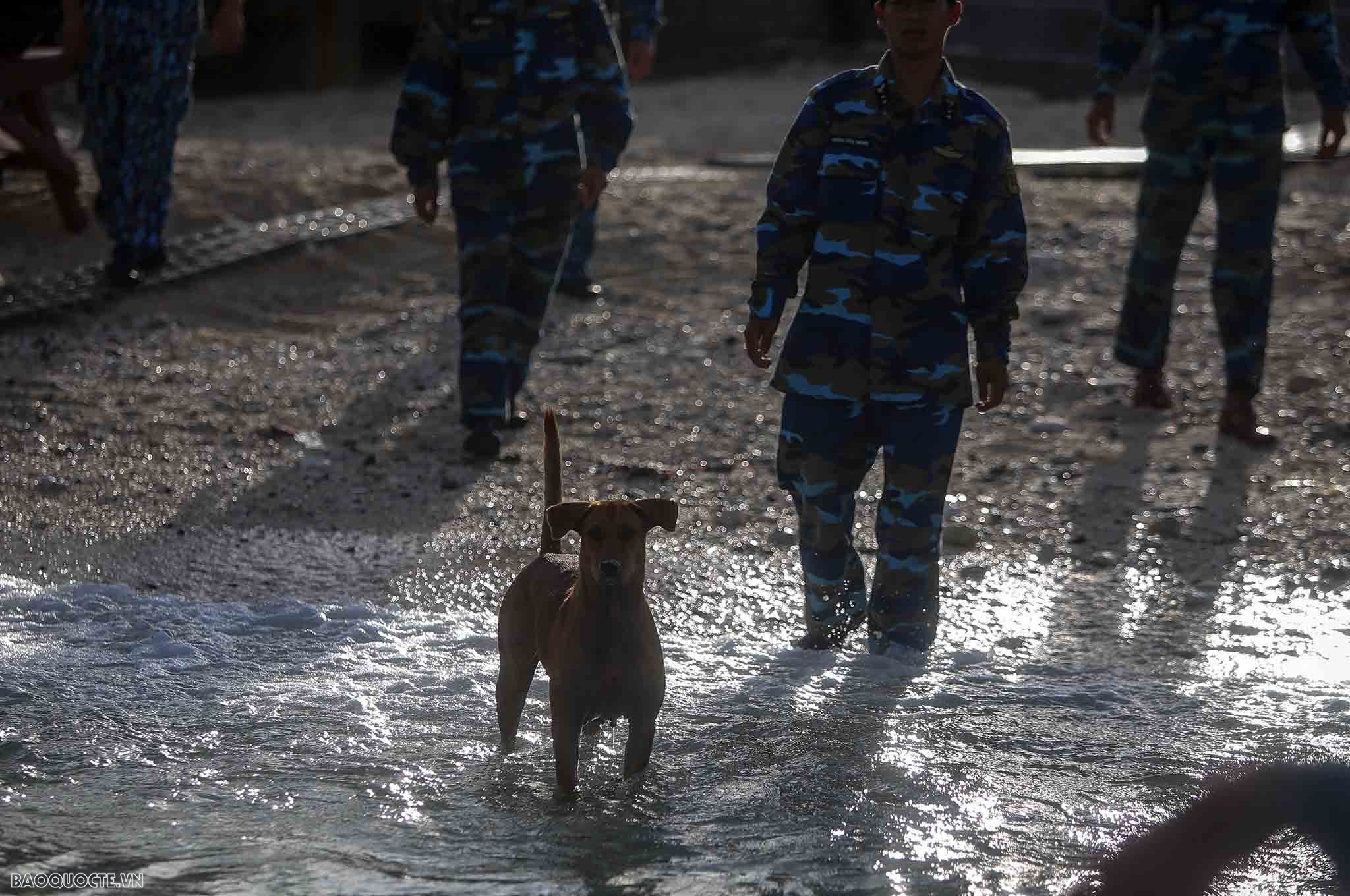 Những người bạn 4 chân của chiến sĩ Trường Sa