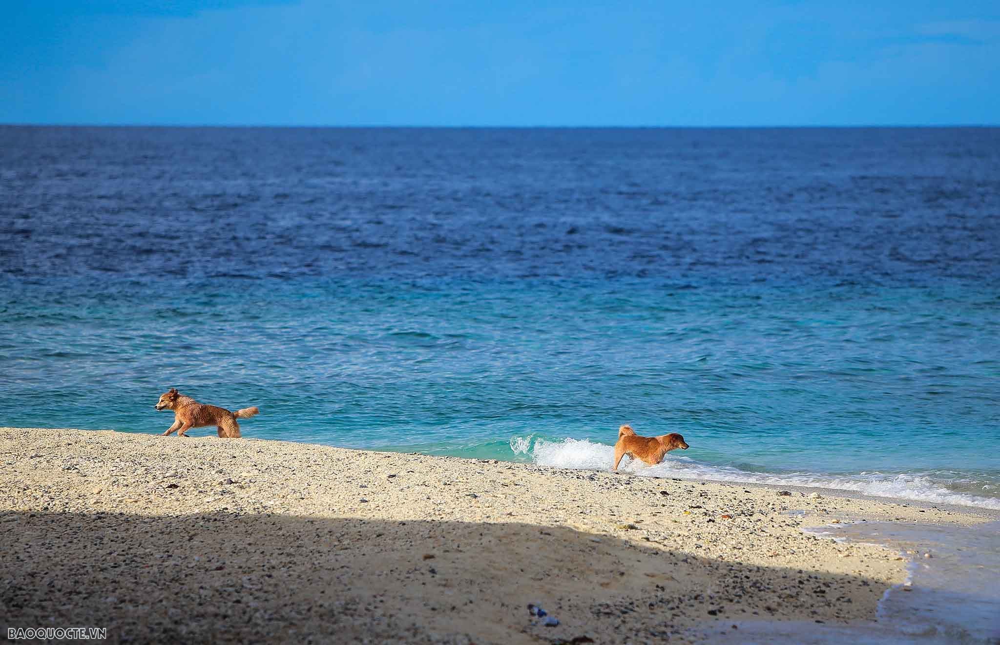 Những người bạn 4 chân của chiến sĩ Trường Sa