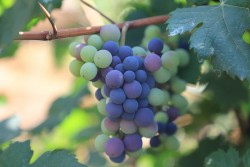 Bốn loại quả màu tím giúp chăm sóc, cải thiện làn da mịn màng hơn