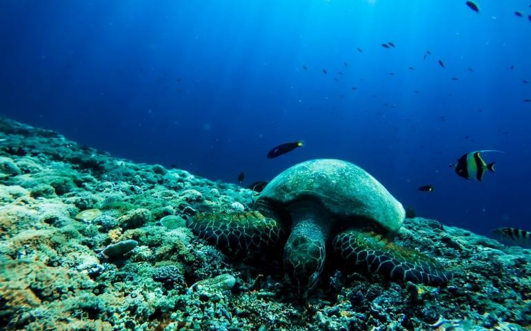 BBNJ Agreement - a new step in international law and future prospects (Part I). (Photo: marinetraining.eu) BBNJ Agreement - a new step in international law and future prospects (Part I). (Photo: marinetraining.eu)