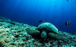 Hiệp định BBNJ - bước tiến mới của luật pháp quốc tế và triển vọng trong tương lai (Phần I)