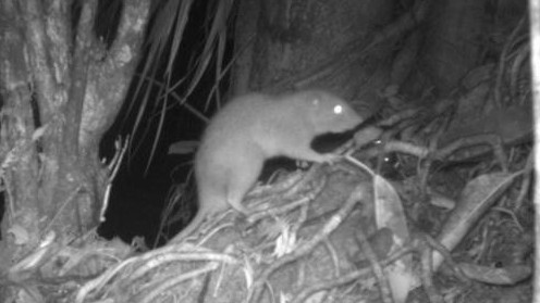 Quần đảo Solomon: Lần đầu tiên ghi lại những hình ảnh về loài gặm nhấm có kích thước khác thường