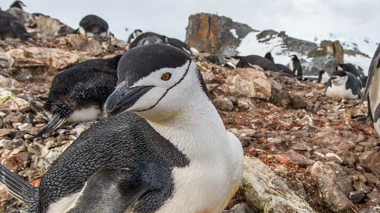 Chim cánh cụt quai nón ngủ cả nghìn lần mỗi ngày, mỗi lần trung bình 4 giây