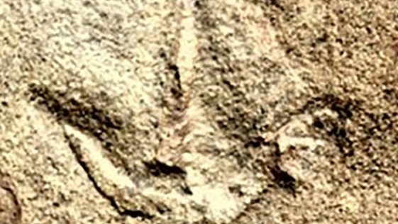 Nam Phi: Bí ẩn dấu chân hóa thạch 210 triệu năm trước của chân loài thú cổ đại