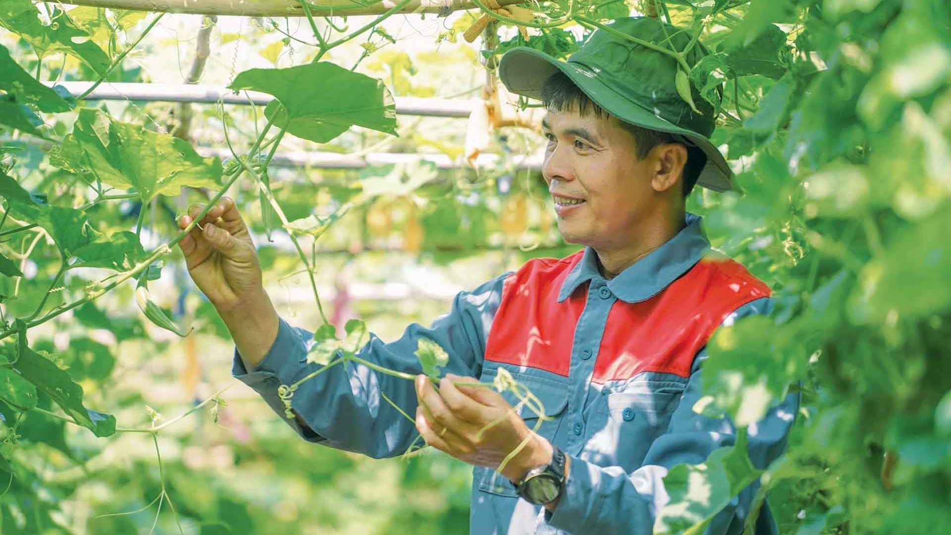 Ươm ‘mầm xanh’ ở quê hương