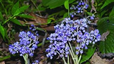 Trung Quốc tìm thấy loài thực vật mới nhiều hoa, có nguy cơ tuyệt chủng trong tự nhiên