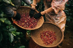 Giá cà phê hôm nay 20/12/2023: Giá cà phê robusta tiếp tục giảm, trong nước giá tăng phi mã, có thể cao nhất thế giới