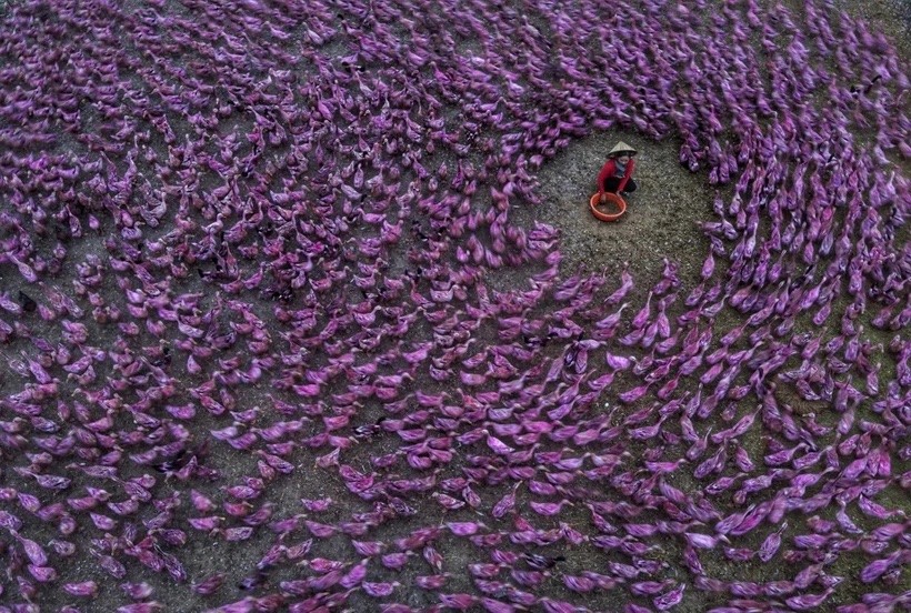 Đàn vịt chạy đồng là hình ảnh quen thuộc với người dân miền Tây. (Nguồn: TTXVN) Đàn vịt chạy đồng là hình ảnh quen thuộc với người dân miền Tây. (Nguồn: TTXVN)
